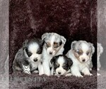 Small #1 Miniature American Shepherd-Miniature Australian Shepherd Mix