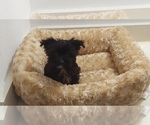 Small Photo #1 Morkie Puppy For Sale in DELTONA, FL, USA