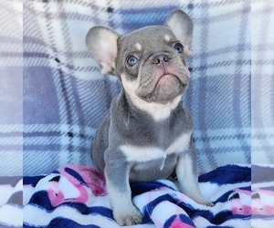 French Bulldog Puppy for sale in HESPERIA, CA, USA