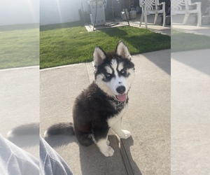 Siberian Husky Puppy for sale in STATEN ISLAND, NY, USA