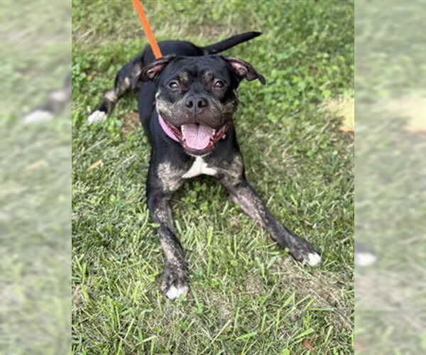 Medium Photo #2 American Pit Bull Terrier Puppy For Sale in Derwood, MD, USA