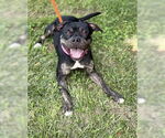 Small #1 American Pit Bull Terrier