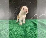 Small Photo #160 Boston Terrier Puppy For Sale in TULARE, CA, USA
