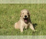 Small Photo #6 Golden Retriever Puppy For Sale in CLOVIS, CA, USA
