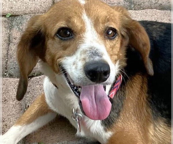 Medium Photo #3 Beagle Puppy For Sale in Dunnellon, FL, USA