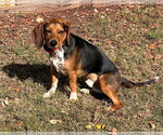 Small #3 Beagle