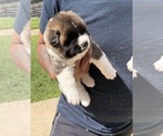 Litter of 3 - Female AkitaLitter of Puppies for Sale - Photo #9