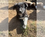 Puppy Opal Border-Aussie