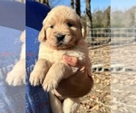 Puppy Dove Golden Retriever