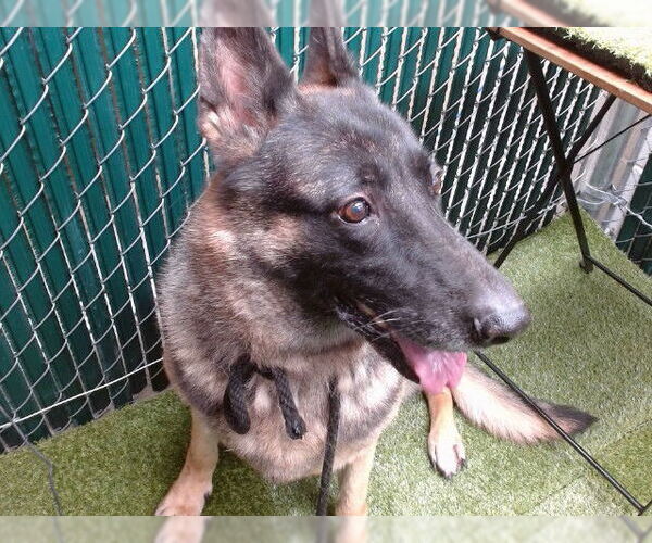 Medium Photo #1 German Shepherd Dog Puppy For Sale in Downey, CA, USA