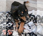 Small #2 Doberman Pinscher Mix