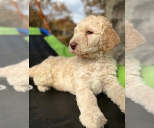 Poodle (Standard) Puppy for sale in POMONA, MO, USA