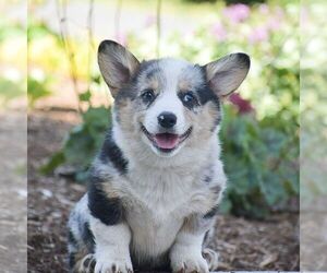 Pembroke Welsh Corgi Puppy for sale in DENVER, PA, USA