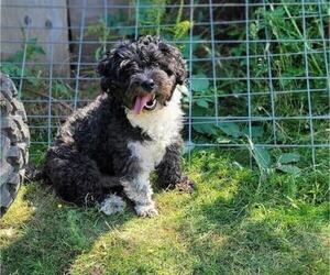 Father of the Aussiedoodle Miniature  puppies born on 10/31/2022