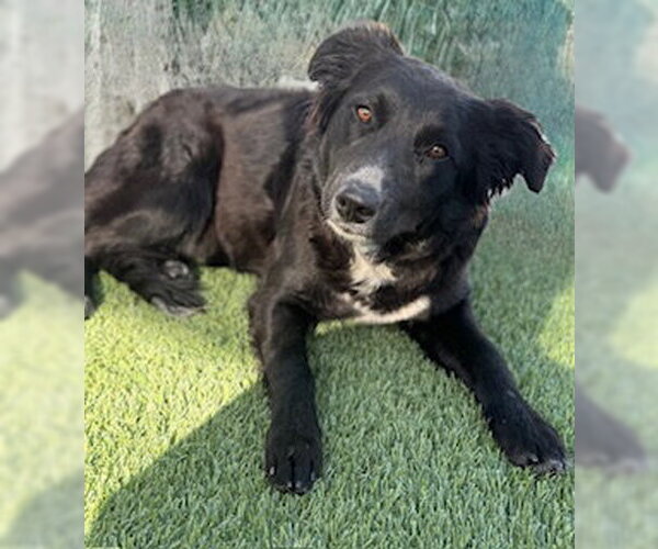 Medium Photo #1 Border Collie-Unknown Mix Puppy For Sale in Lathrop, CA, USA