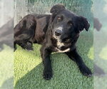 Small Border Collie Mix