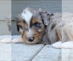 Puppy Harvey Aussiedoodle Miniature 