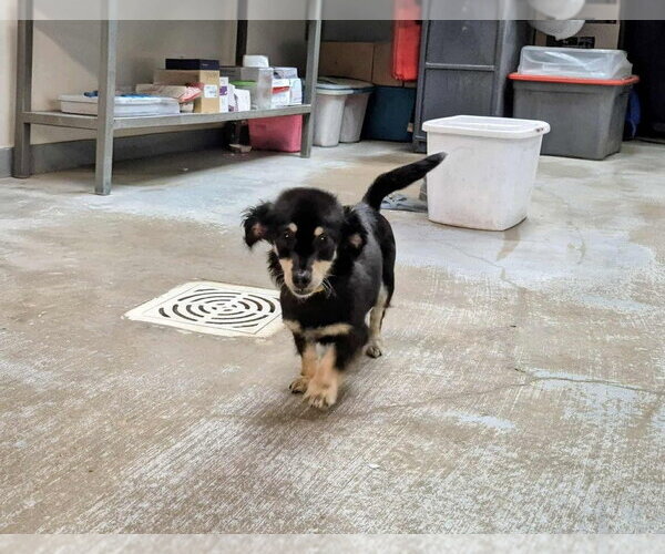 Medium Photo #2 Chihuahua-Unknown Mix Puppy For Sale in New York, NY, USA