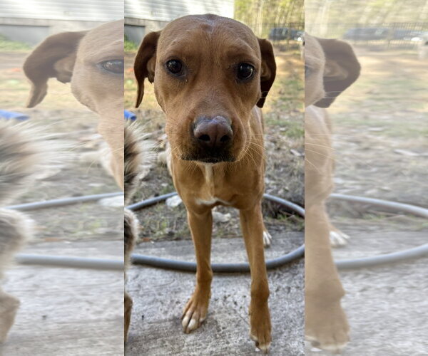 Medium Photo #1 Mutt Puppy For Sale in Mount Pleasant, SC, USA