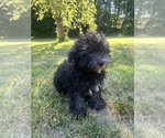 Small #27 Poodle (Miniature)