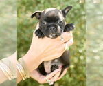 Small #1 Faux Frenchbo Bulldog