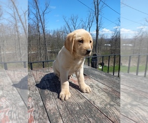 Golden Labrador Puppy for sale in DUNDEE, NY, USA