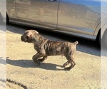 Small #2 America Bandogge Mastiff