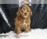 Puppy Zaun AKC Poodle (Miniature)