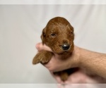 Small #6 Goldendoodle