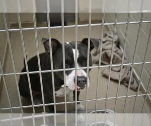 Mutt Dogs for adoption in Decatur, IL, USA