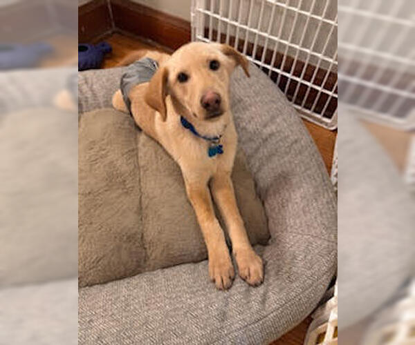 Medium Photo #5 Mutt Puppy For Sale in Minneapolis, MN, USA