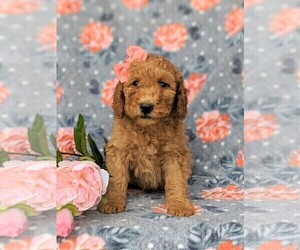 Double Doodle Puppy for sale in CHRISTIANA, PA, USA