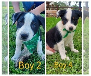 Australian Cattle Dog-Border Collie Mix Puppy for sale in AUSTIN, CO, USA