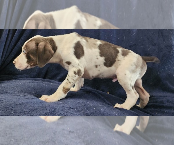 Medium Photo #23 Catahoula Leopard Dog Puppy For Sale in CUMBY, TX, USA