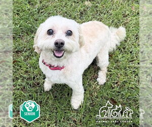 Shih Tzu-Unknown Mix Dogs for adoption in Irvine, CA, USA
