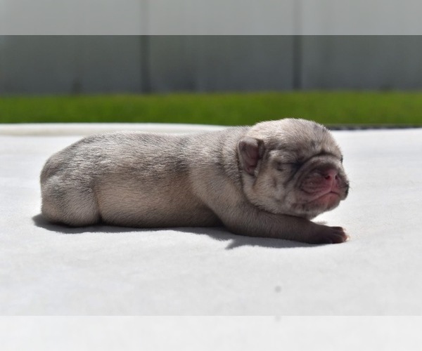 Medium Photo #5 Pug Puppy For Sale in PALM COAST, FL, USA