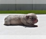 Small #4 Pug