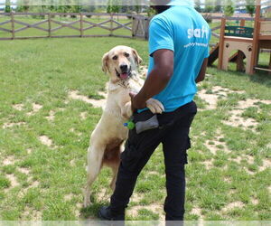 Labrador Retriever Dogs for adoption in Chestertown, MD, USA