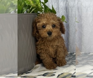 Poodle (Miniature) Puppy for sale in GREENWOOD, IN, USA