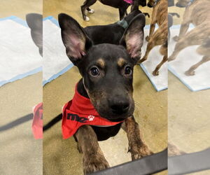 Mutt Dogs for adoption in El Centro, CA, USA