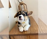 Puppy Zoey Pembroke Welsh Corgi