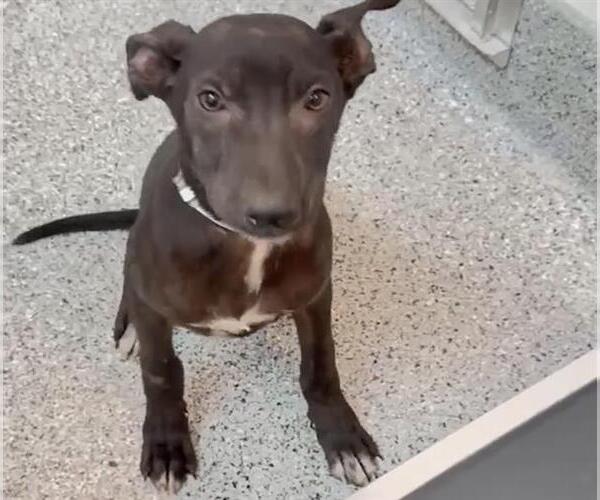 Medium Photo #2 Labrador Retriever-Unknown Mix Puppy For Sale in Houston, TX, USA