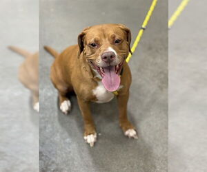 Beagle Dogs for adoption in Forestville, MD, USA