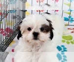 Small #2 Shih Tzu