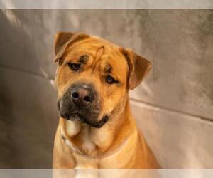 Labrador Retriever Dogs for adoption in Pasadena, CA, USA