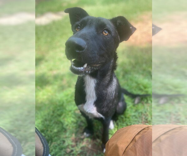 Medium Photo #12 Collie-Labrador Retriever Mix Puppy For Sale in Bryant, AR, USA