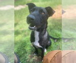 Small Photo #12 Collie-Labrador Retriever Mix Puppy For Sale in Bryant, AR, USA