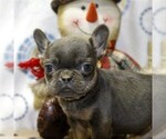 Small Photo #1 French Bulldog Puppy For Sale in DANVILLE, PA, USA