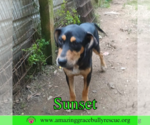 Small #3 Coonhound Mix
