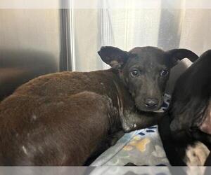 Border Collie-Unknown Mix Dogs for adoption in Grand Prairie, TX, USA
